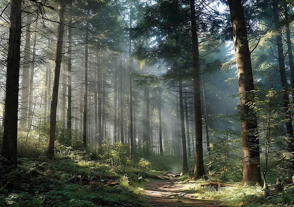 Papier Peint Forêt Arbres Nature Intissé Panoramique Pour Chambre Cuisine 350x250 cm-Wallarena New