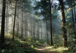 Papier Peint Forêt Arbres Nature Intissé Panoramique Pour Chambre Cuisine 400x280 cm-Wallarena Hot