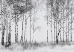 Wallarena Papier Peint Forêt Arbres Noir et blanc Intissé Panoramique Pour Chambre Cuisine 400x280 cm