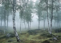 Wallarena Papier Peint Forêt 3D Vert Intissé Panoramique Pour Chambre Cuisine 400x280