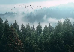 Papier Peint Forêt dans la brume Arbres Intissé Panoramique Pour Chambre Cuisine 350x250 cm-Wallarena