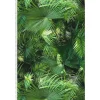Papier peint Jungle Palm - Vert - - 10 x 0,53m - Chambre - A coller - Floral et végétal-A.S. Creation Outlet
