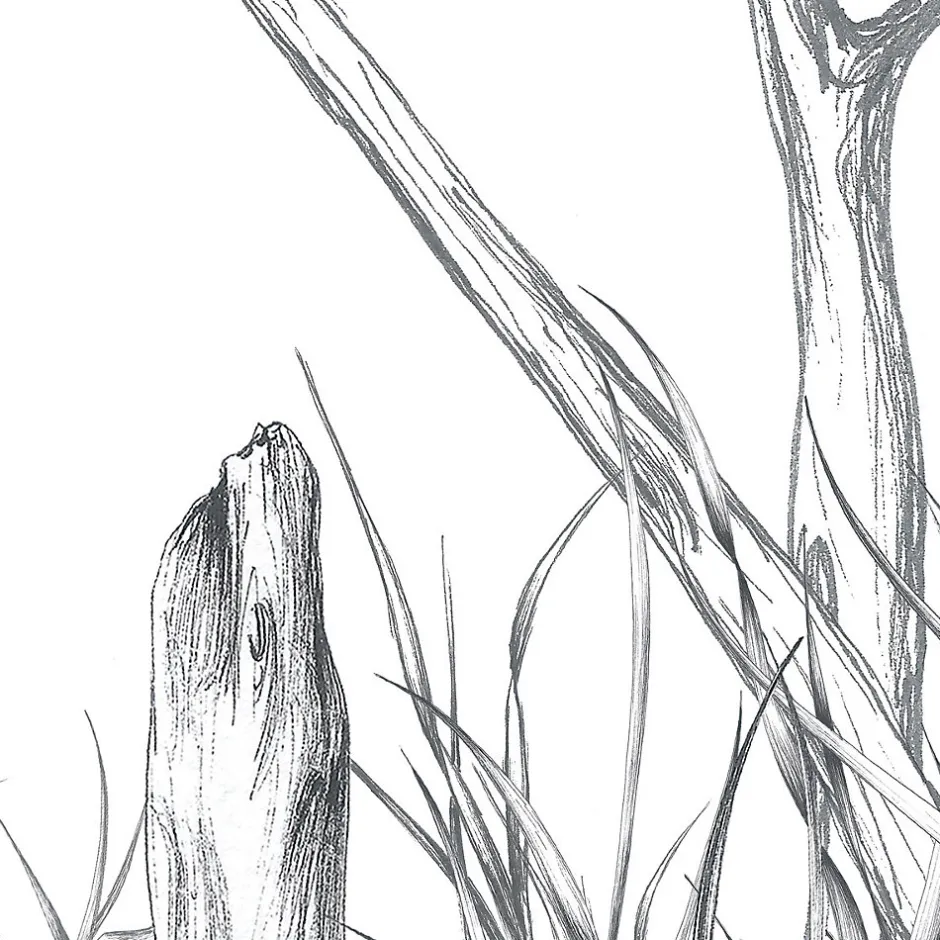 Acte Déco Papier peint panoramique Côtes Sauvages, Noir et blanc 525 x 250cm