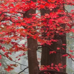 Papier peint panoramique intissé forêt arbre feuille rouge sur fond gris, 8 lés, L.280 x l.400cm-IDPanneaux Best