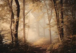 Papier Peint Panoramique Intissé Forêt Arbres Brun - 400x280 cm - Papier Peint Chambre et salon-Wallarena Best