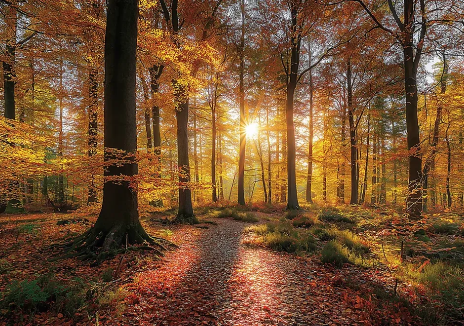 Wallarena Papier Peint Panoramique Intissé Forêt Arbres Brun - 400x280 cm - Papier Peint Chambre et salon