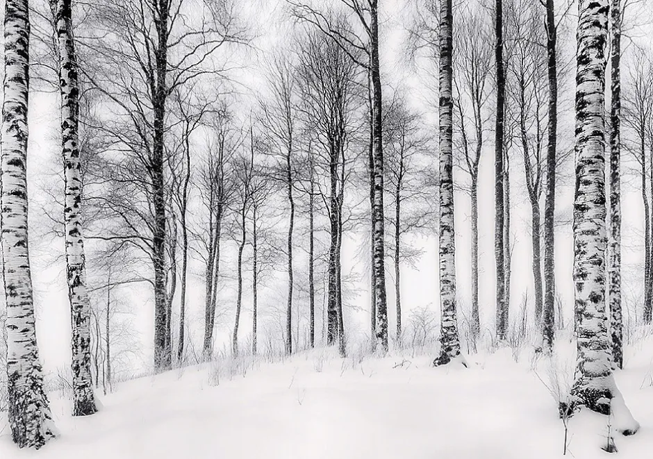 Papier Peint Panoramique Intissé Noir et blanc Forêt 350x250 cm - Colle Inclus - Moderne XXL Papier Peint por Chambre Salon-Wallarena Discount